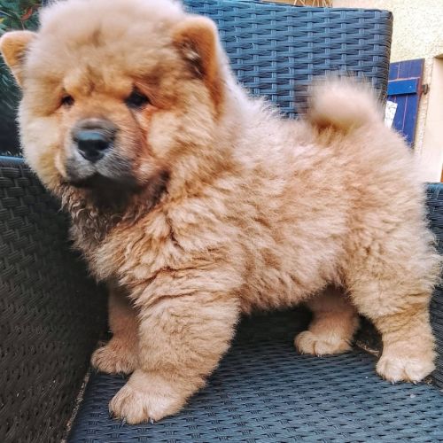 Fille superbe chow chow blonde ( roux  claire) #1