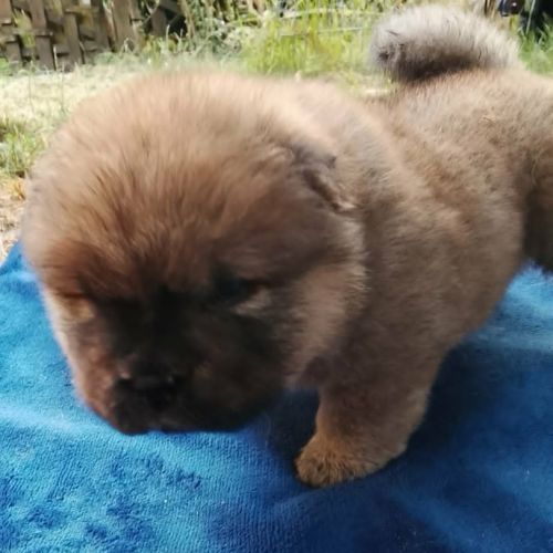 3 filles superbes chow chow #2