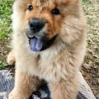 Fille superbe chow chow blonde ( roux  claire)