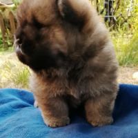 3 filles superbes chow chow #1