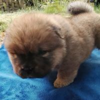 3 filles superbes chow chow #2