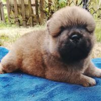 3 filles superbes chow chow #3
