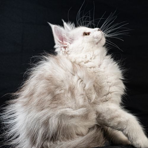 Betty-moon - femelle black silver shaded tortie #1