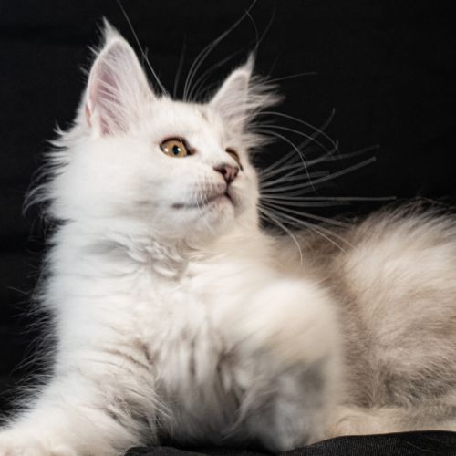 Betty-moon - femelle black silver shaded tortie