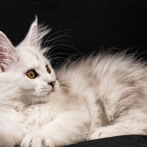 Betty-moon - femelle black silver shaded tortie #5