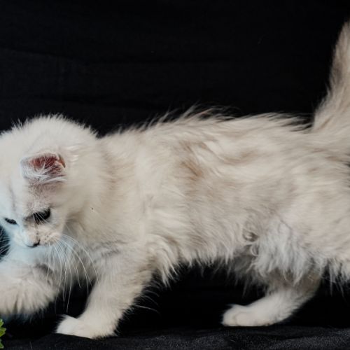Betty-moon - femelle black silver shaded tortie #7
