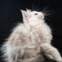 Betty-moon - femelle black silver shaded tortie #1