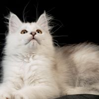 Betty-moon - femelle black silver shaded tortie #2