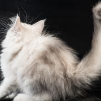 Betty-moon - femelle black silver shaded tortie #4