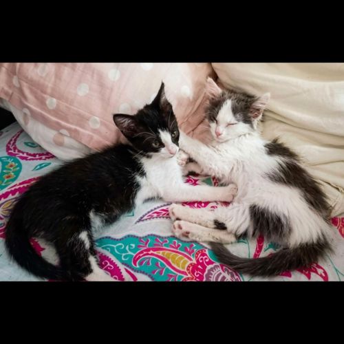 Ceres et sirius, adorable duo à l'adoption #1