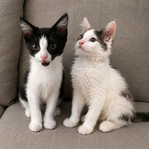 Ceres et sirius, adorable duo à l'adoption