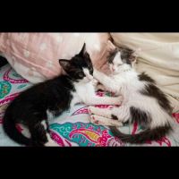 Ceres et sirius, adorable duo à l'adoption #1