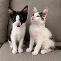 Ceres et sirius, adorable duo à l'adoption