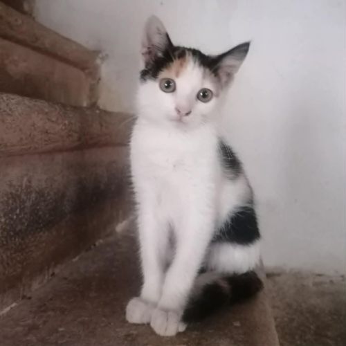 Ada, adorable chaton à l'adoption #1
