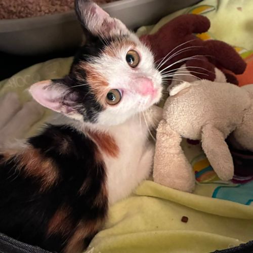 Ada, adorable chaton à l'adoption #0