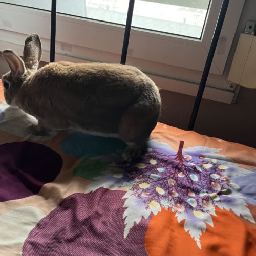 Recherche d’une famille pour une lapine #2