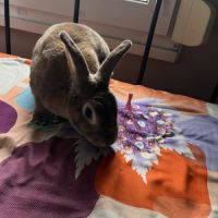 Recherche d’une famille pour une lapine