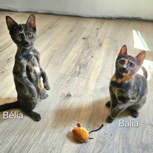 Chatonne balia #3