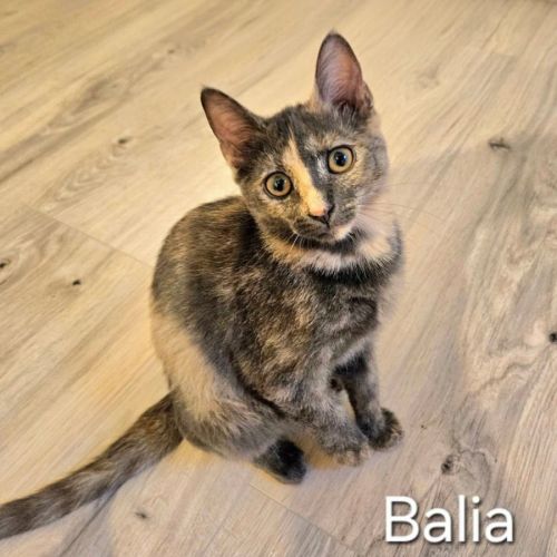 Chatonne balia #4