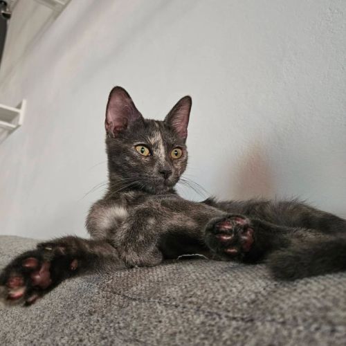 Chaton belia #0