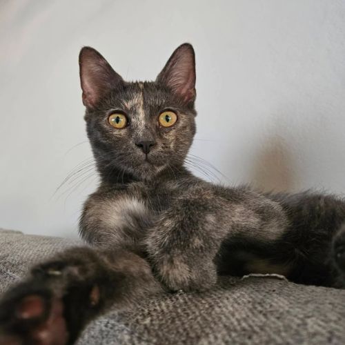 Chaton belia #3