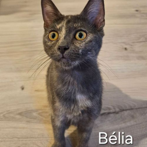 Chaton belia #5