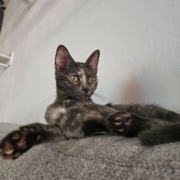 Chaton belia