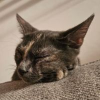 Chaton belia #2
