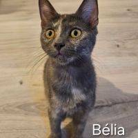 Chaton belia #5