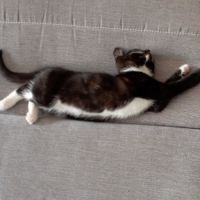 Chatonne manille #3