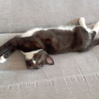 Chatonne manille #4