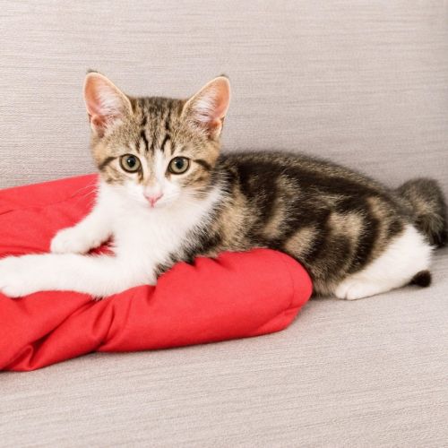 Chaton oslo #0