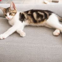 Chaton oslo #2