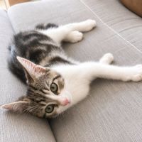 Chaton oslo #3