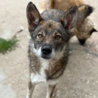 Liam véritable chien de famille #2