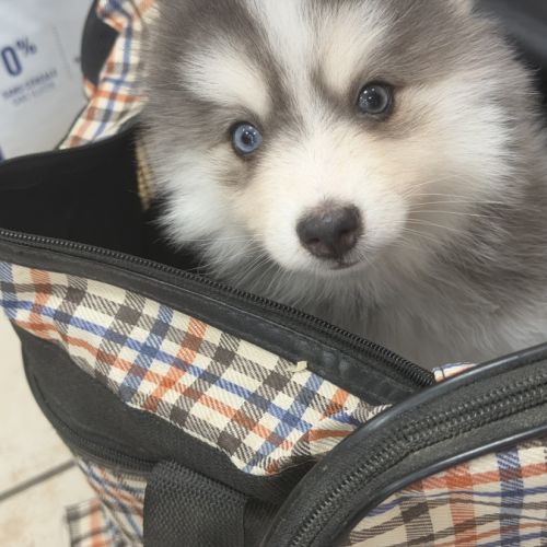 Pomsky #1