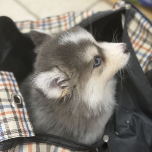 Pomsky #0