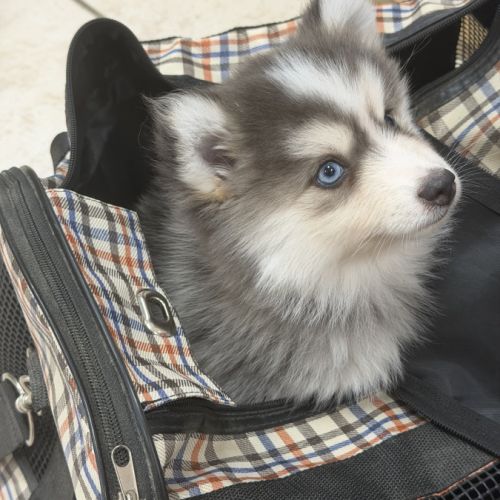 Pomsky #5