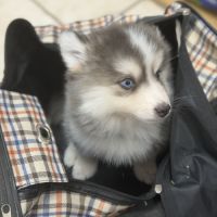 Pomsky #2