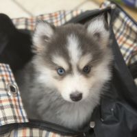 Pomsky #4