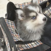 Pomsky #5