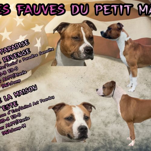 Chiots american staff lof #5