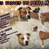 Chiots american staff lof #5