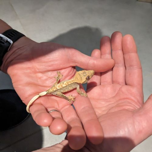 Gecko a crête #1