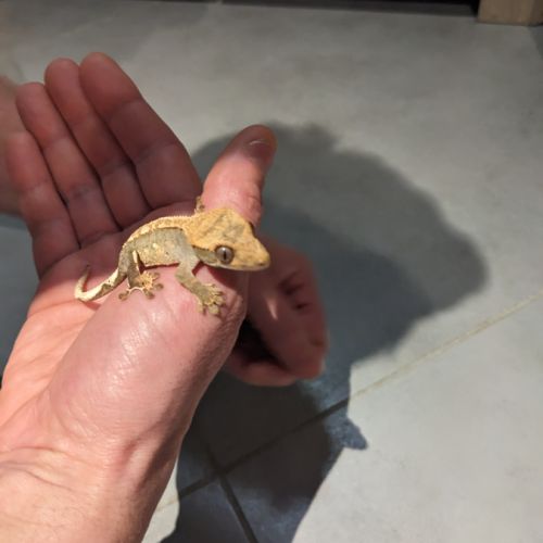 Gecko a crête
