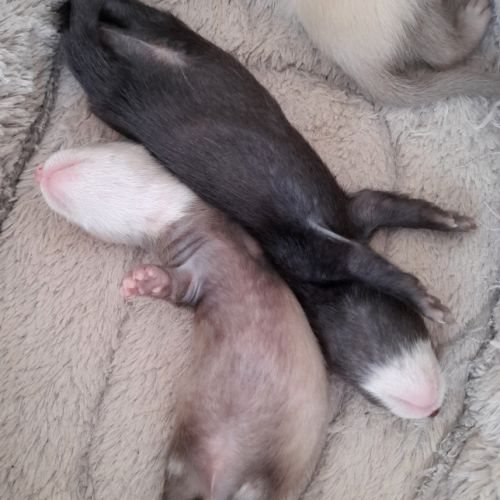 Bébés furets #1