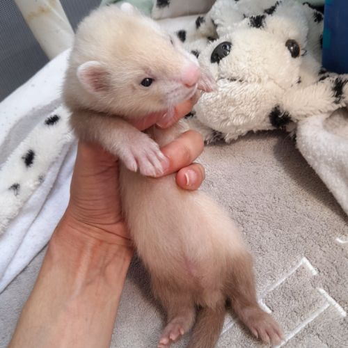 Bébés furets