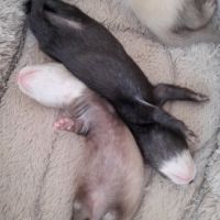 Bébés furets #1