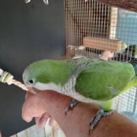 Conure souris élevé à la main. #2