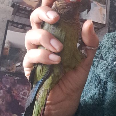 Conure roseifrons eam adorable #4
